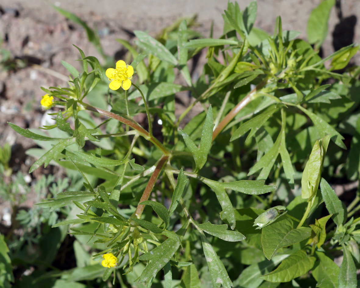 Изображение особи род Ranunculus.