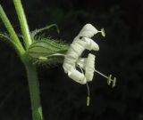 Silene dichotoma. Цветок мужского растения. Крым, Симферопольский р-н, пос. Давыдовка, обочина. 1 июня 2017 г.