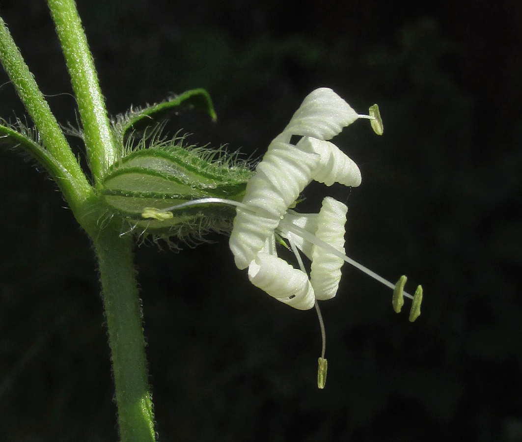 Image of Silene dichotoma specimen.