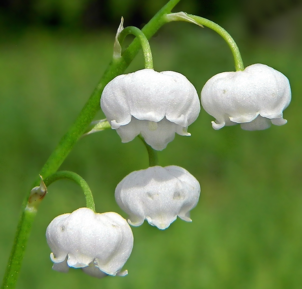 Изображение особи Convallaria majalis.