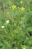 Draba nemorosa. Побеги с цветками и плодами. Ярославская обл., Переславский р-н, с. Большая Брембола, луг у р. Ветлянка. 08.06.2017.