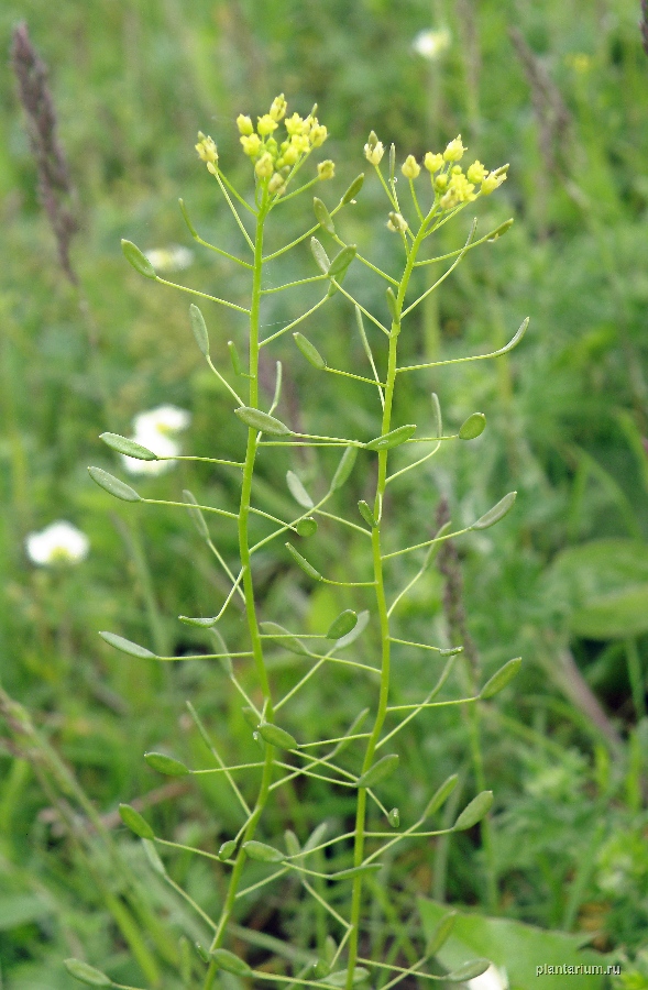 Изображение особи Draba nemorosa.