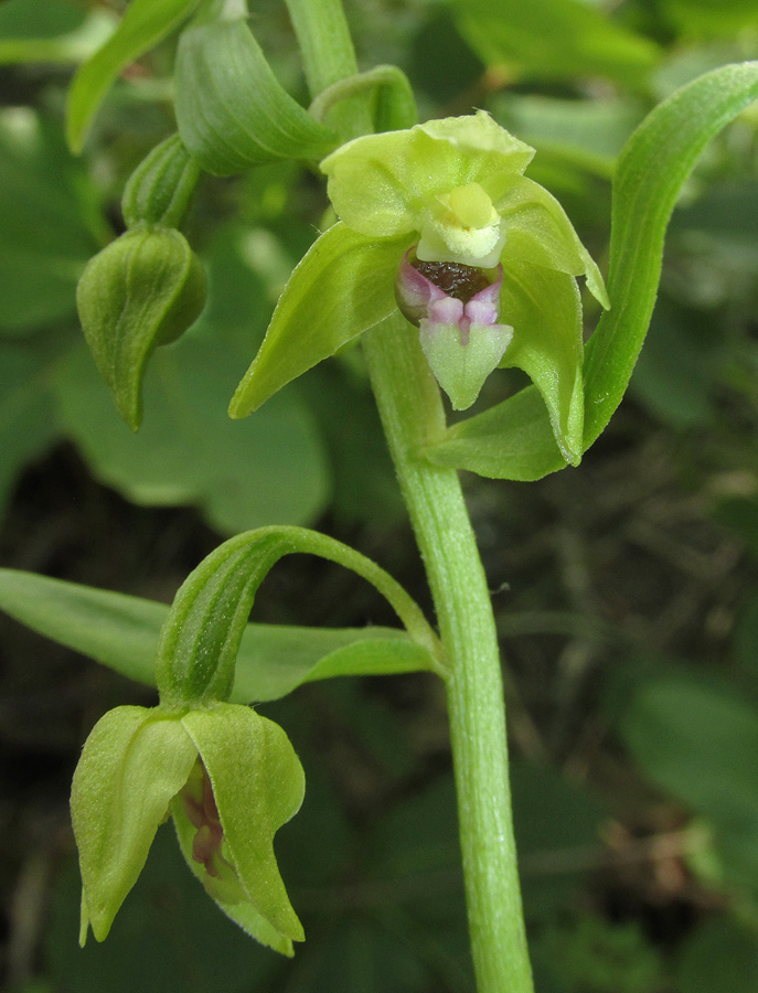 Image of Epipactis euxina specimen.