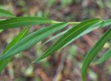 Salix babylonica