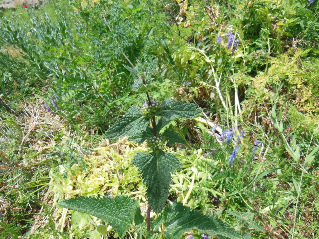 Изображение особи Phlomoides tuberosa.