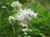 Astrantia major