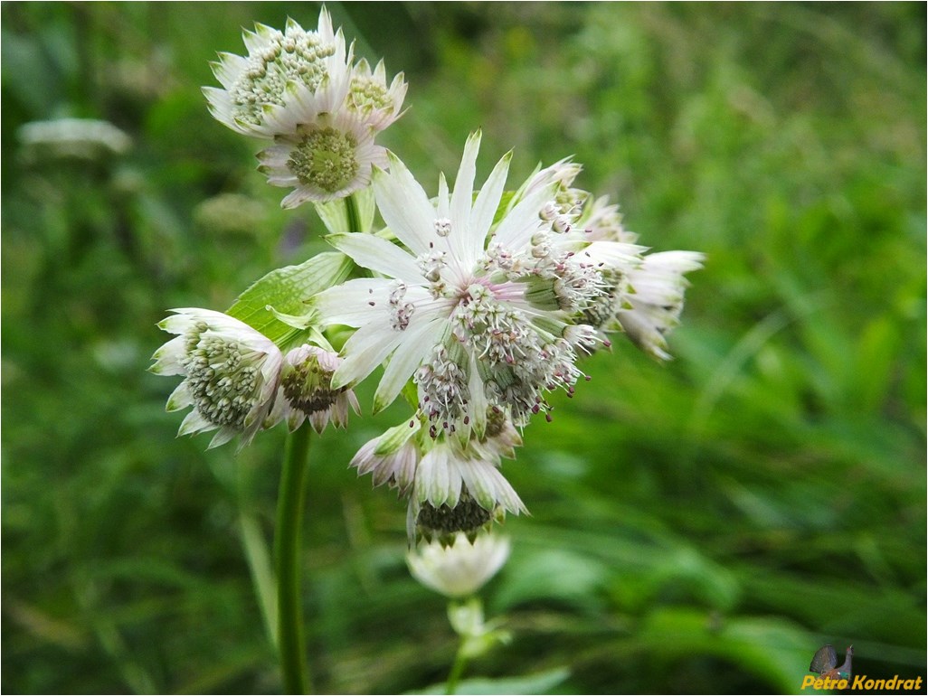 Image of Astrantia major specimen.