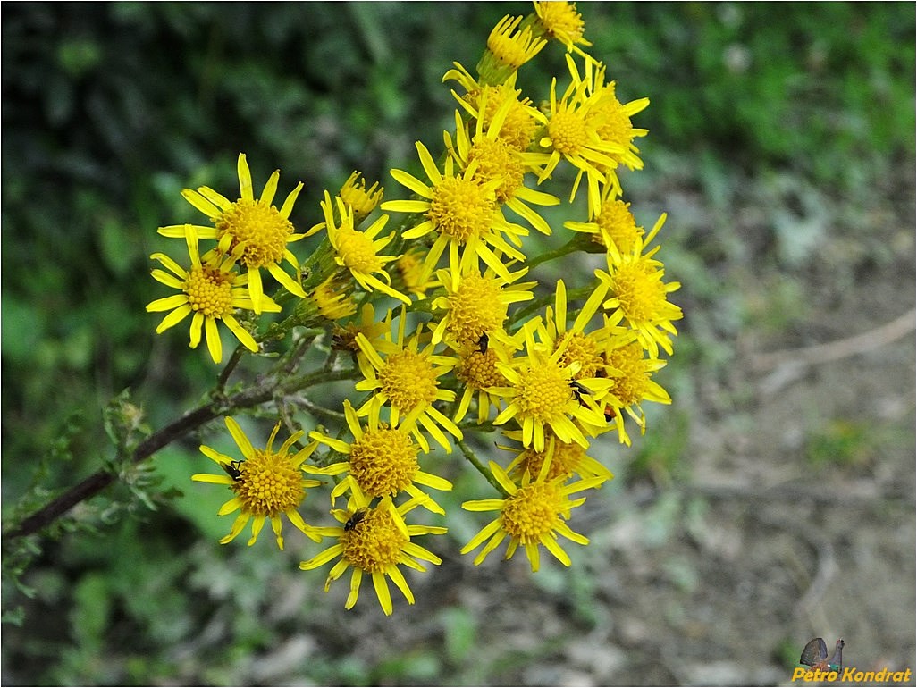 Изображение особи Senecio jacobaea.