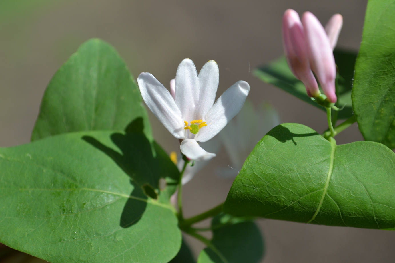 Image of Lonicera tatarica specimen.