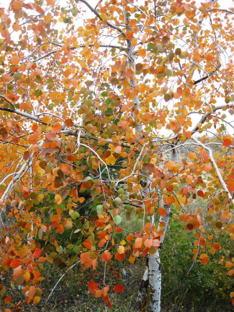 Image of Populus tremula specimen.