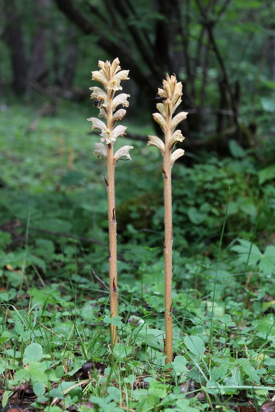 Изображение особи Orobanche laxissima.