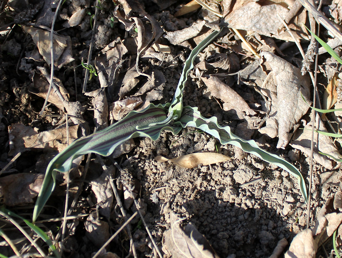 Image of Tulipa micheliana specimen.