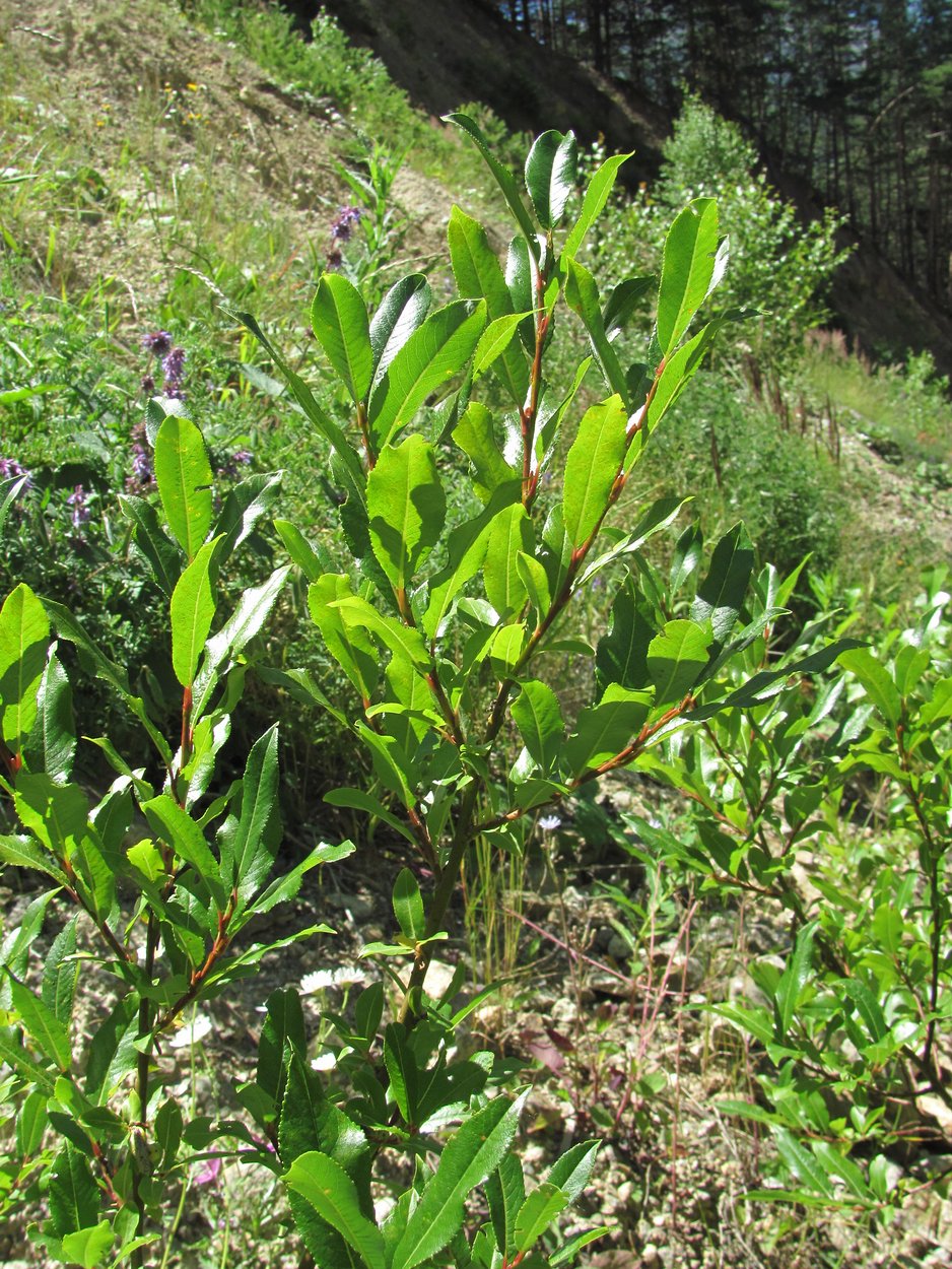 Изображение особи Salix kazbekensis.