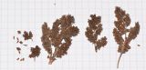Elegia tectorum