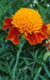 Tagetes patula