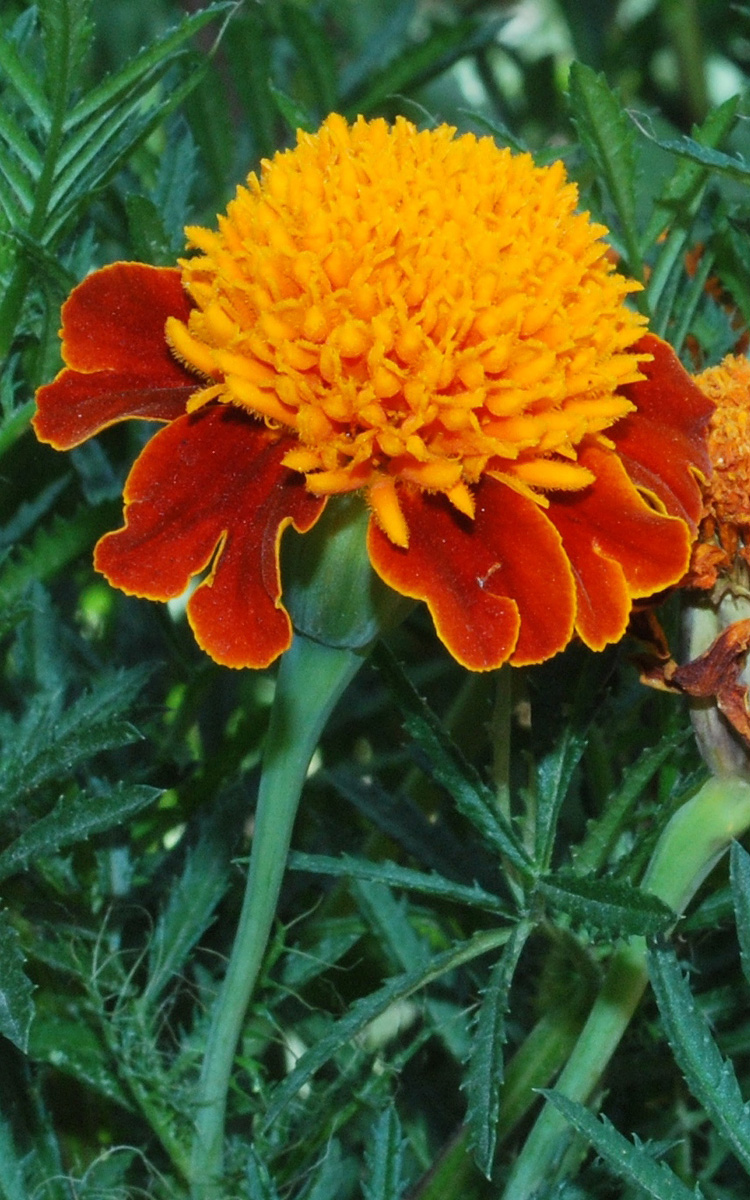 Image of Tagetes patula specimen.