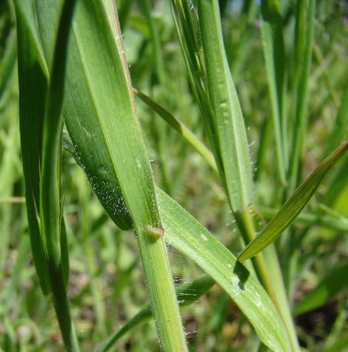Image of Anisantha tectorum specimen.