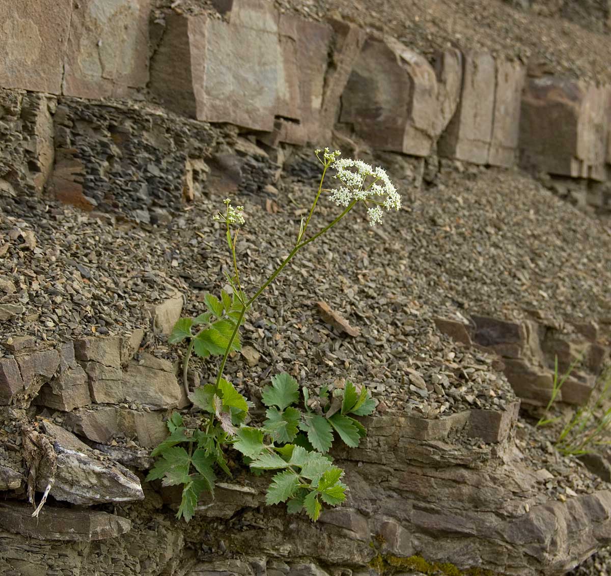 Изображение особи Pimpinella nigra.