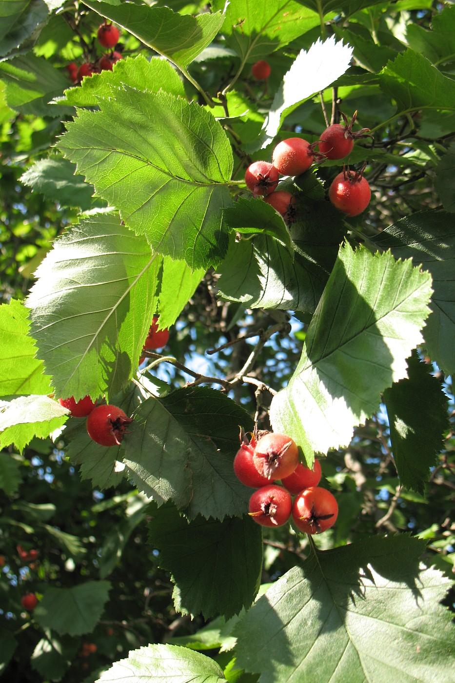 Image of Crataegus submollis specimen.