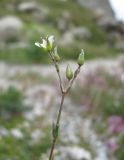 Minuartia oreina