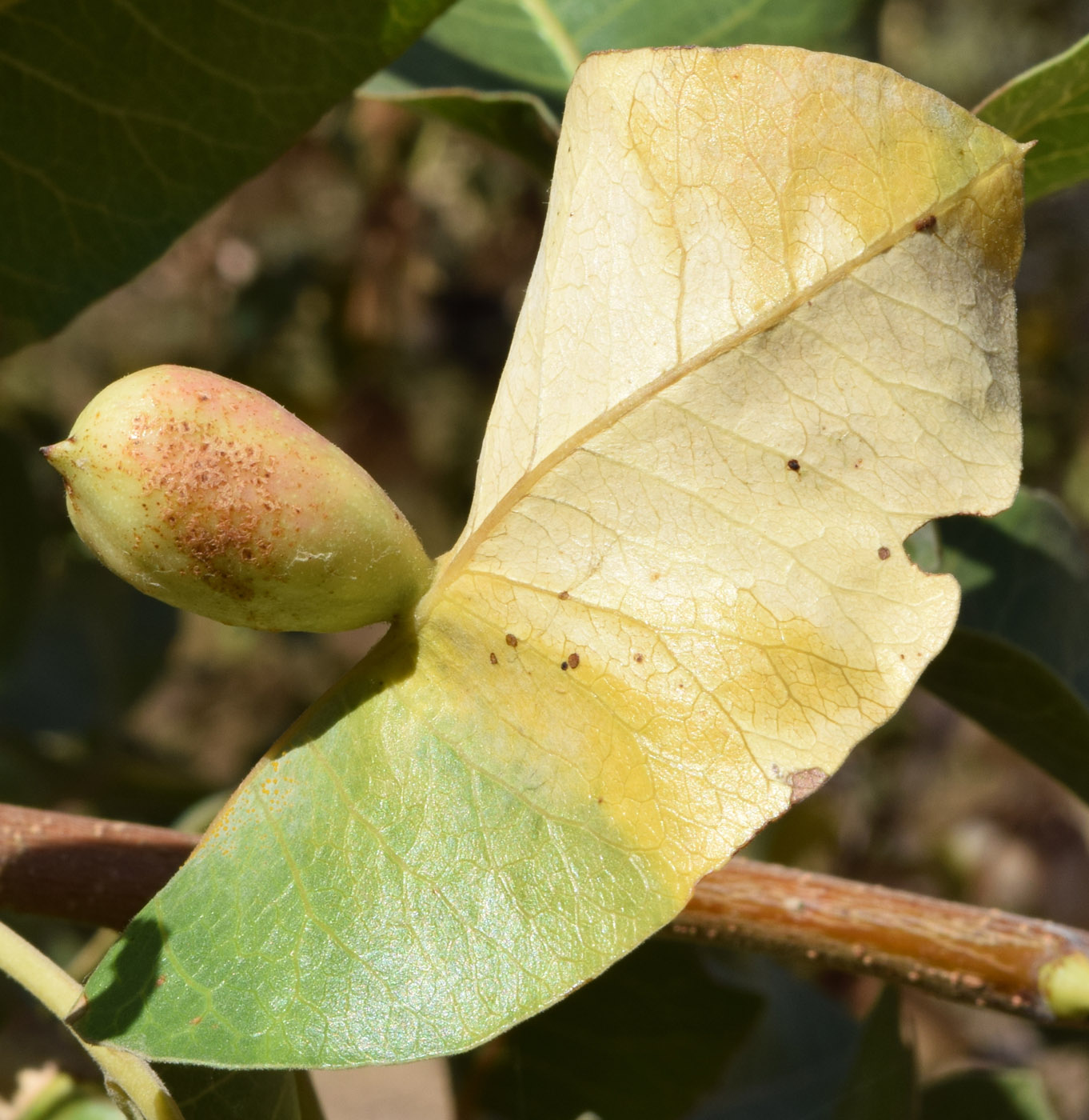 Image of Pistacia vera specimen.