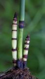 Equisetum hyemale. Молодые побеги. Республика Алтай, Шебалинский р-н, окр. с. Камлак, низкая пойма долины р. Сема, сосновый лес. 10.06.2017.