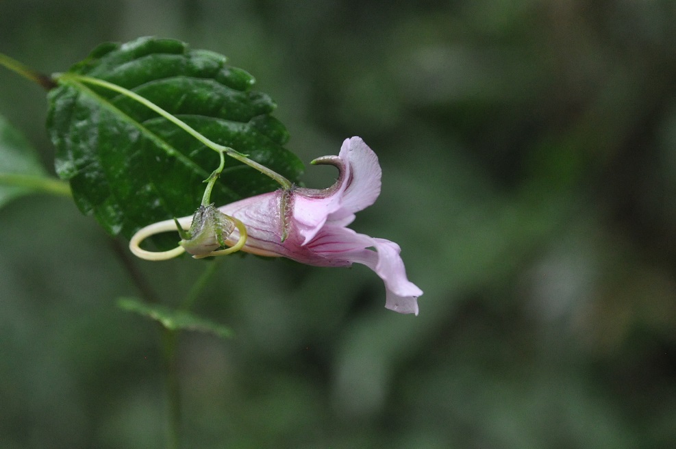 Изображение особи род Impatiens.