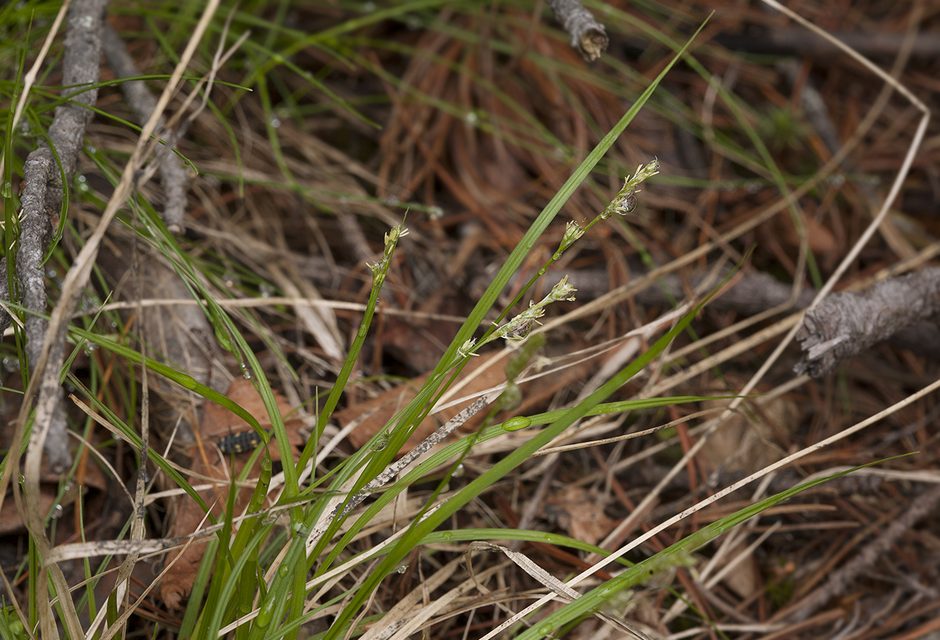 Изображение особи Carex canescens.