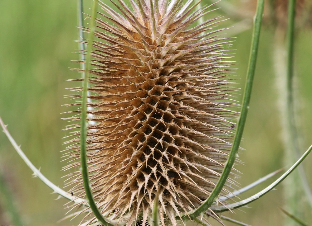 Изображение особи Dipsacus fullonum.