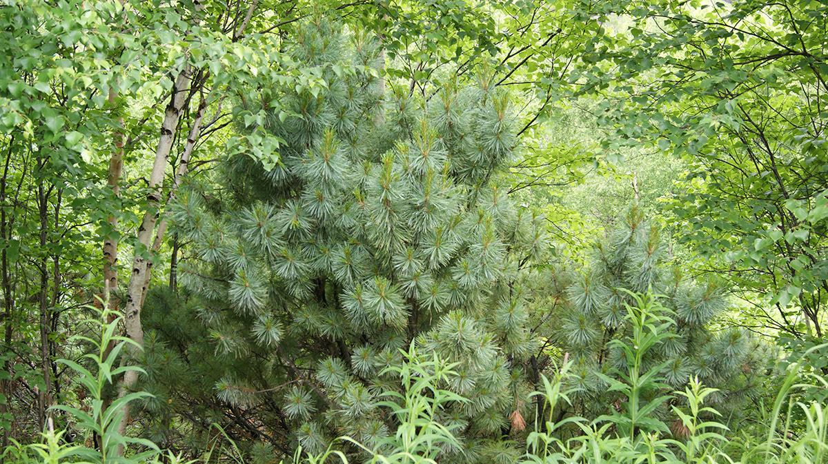 Image of Pinus pumila specimen.