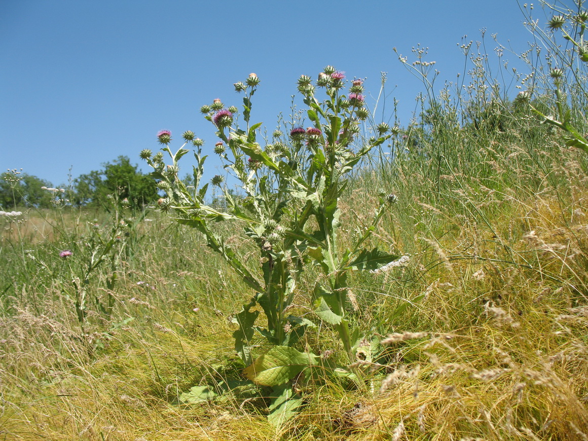 Изображение особи Cousinia microcarpa.