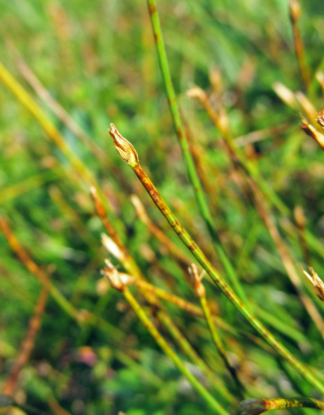 Изображение особи Trichophorum cespitosum.