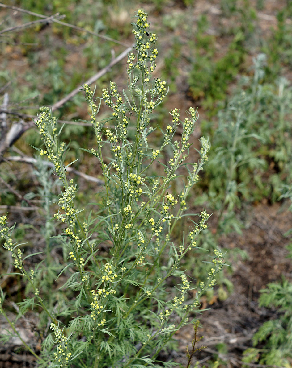 Изображение особи Artemisia sieversiana.