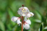 Pyrola grandiflora. Верхушка соцветия. Чукотка, побережье бухты Провидения. 05.08.2009.