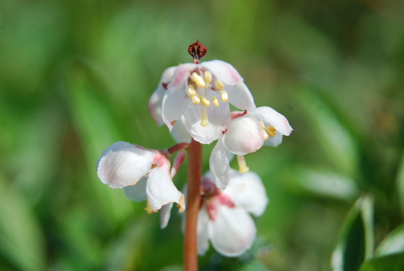 Image of Pyrola grandiflora specimen.