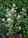 Hesperis voronovii