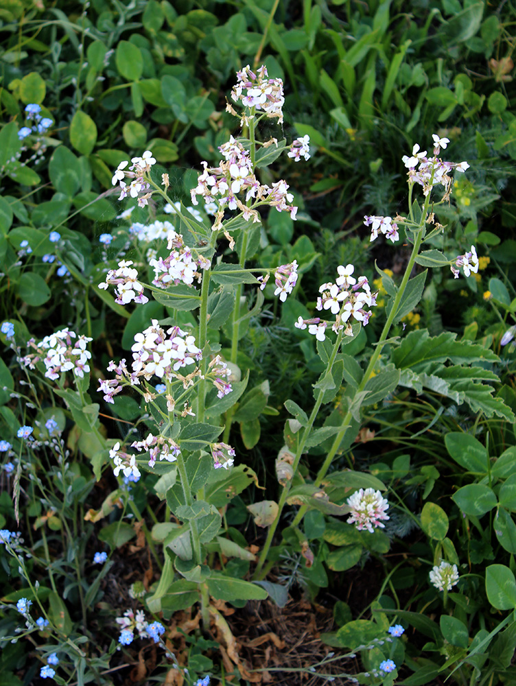 Изображение особи Hesperis voronovii.