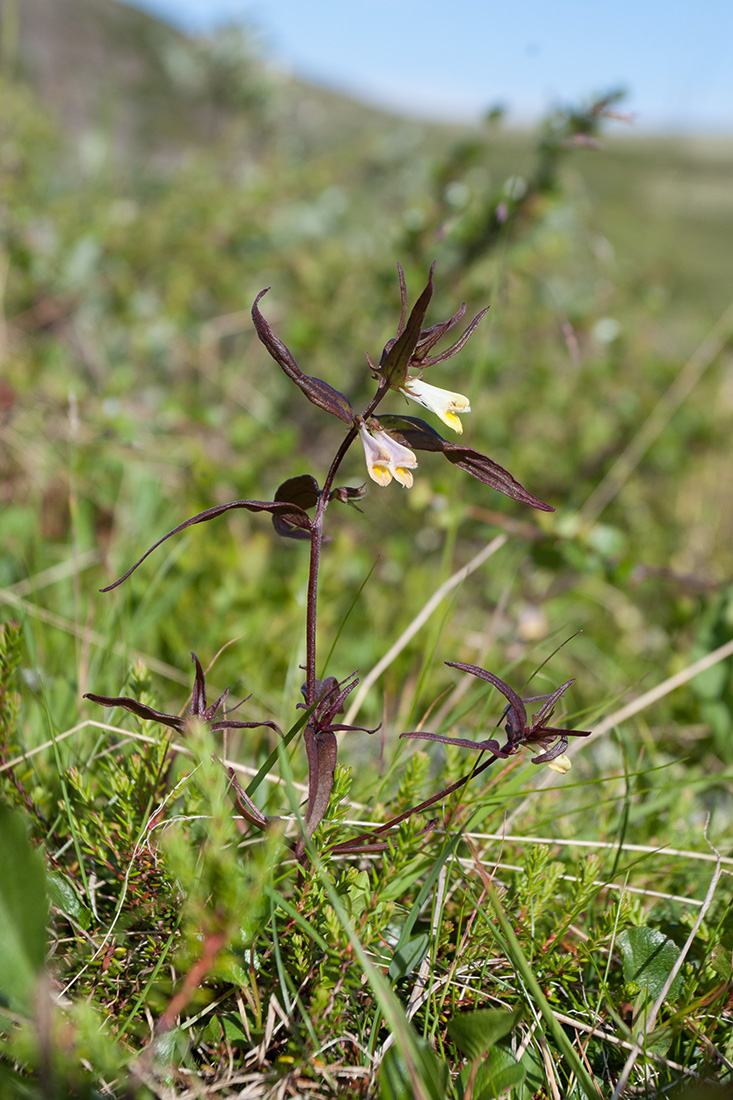 Image of Melampyrum pratense specimen.