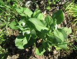 Cardaria draba