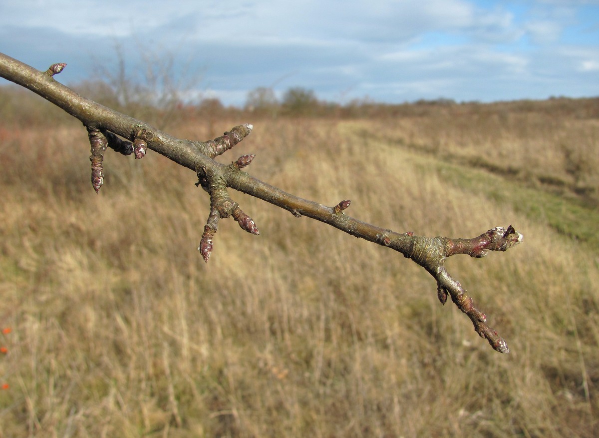 Изображение особи Malus orientalis.