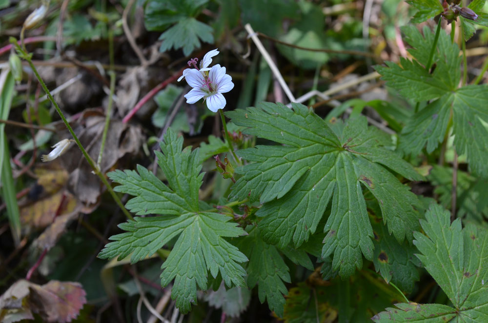 Изображение особи Geranium albiflorum.