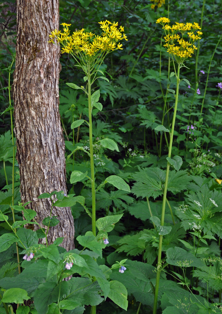Изображение особи Tephroseris cladobotrys.