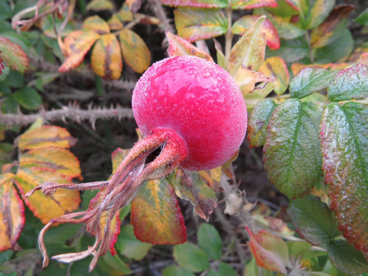 Image of Rosa rugosa specimen.