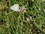 Asperula pubescens. Верхушка цветущего растения с кормящейся голубянкой икар (Polyommatus icarus). Греция, о-в Крит, ном Ханья (Νομός Χανίων), дим Платаньяс (Δήμος Πλατανιά), горный массив Лефка Ори (Λευκά Όρη), урочище Ксилоскало (Ξυλόσκαλο), ≈ 1200 м н.у.м., каменистый склон у автомобильной дороги. 28 июня 2017 г.