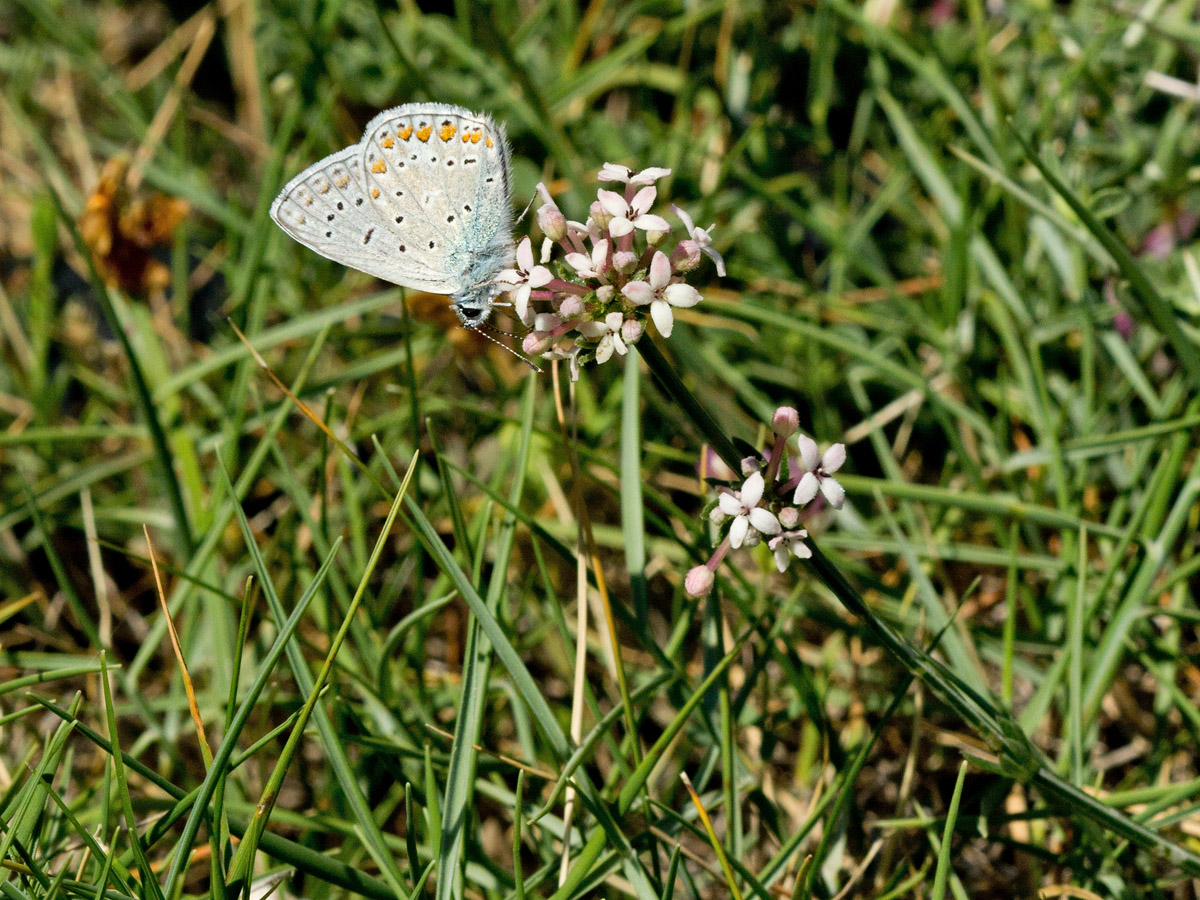 Изображение особи Asperula pubescens.