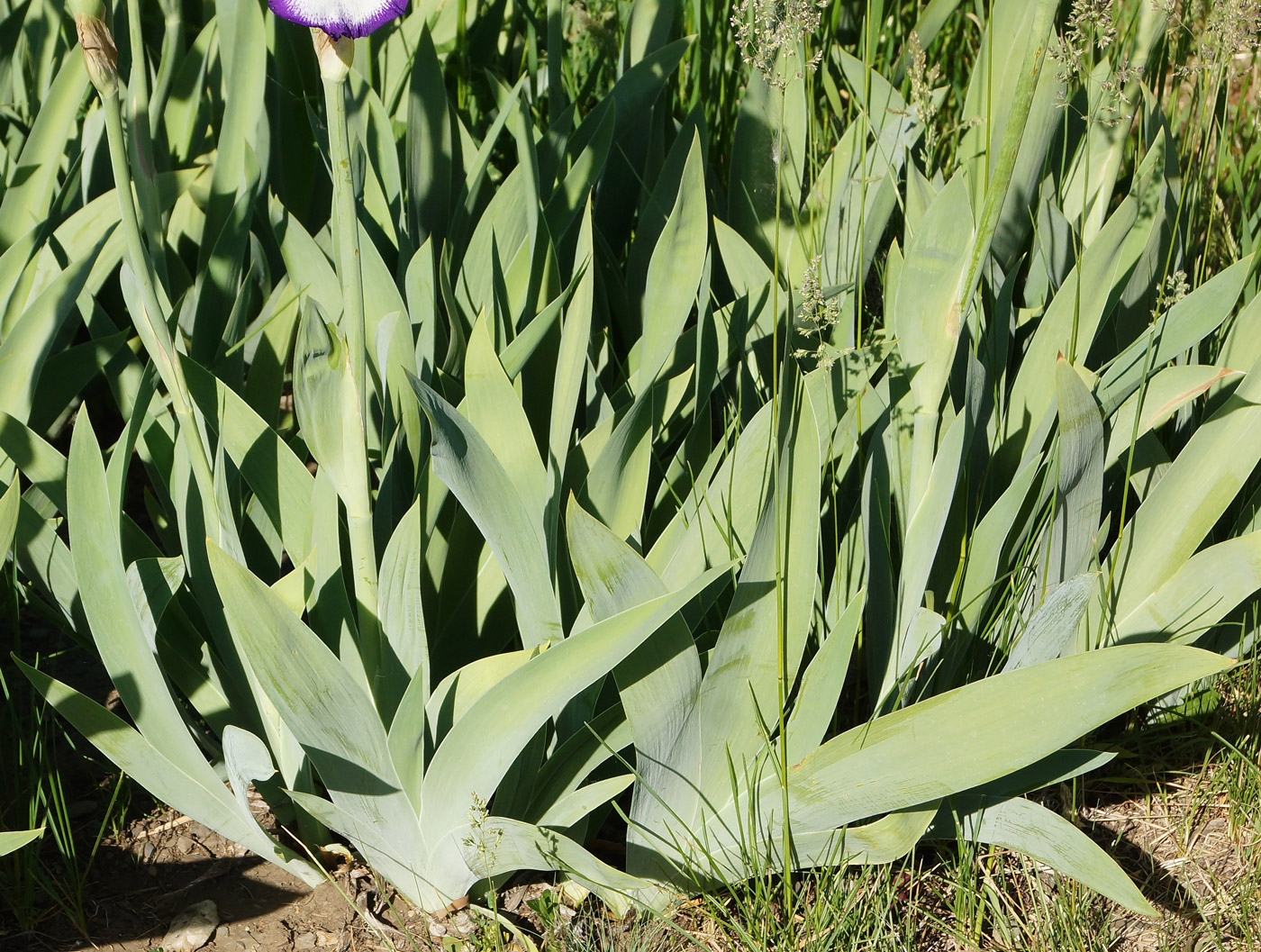 Изображение особи Iris × hybrida.