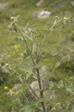 Cirsium chlorocomos