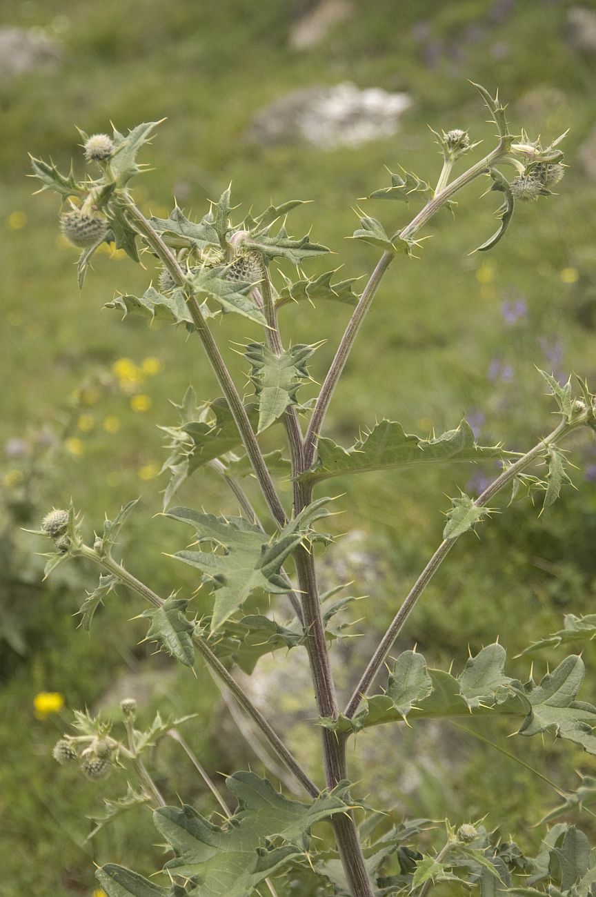 Изображение особи Cirsium chlorocomos.