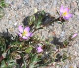 Spergularia rubra