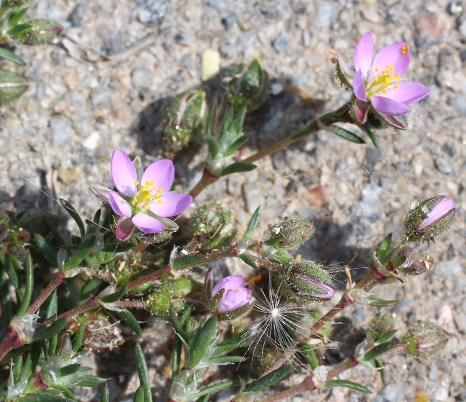 Image of Spergularia rubra specimen.
